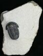 Gerastos Trilobite From Foum Zguid - #10997-4